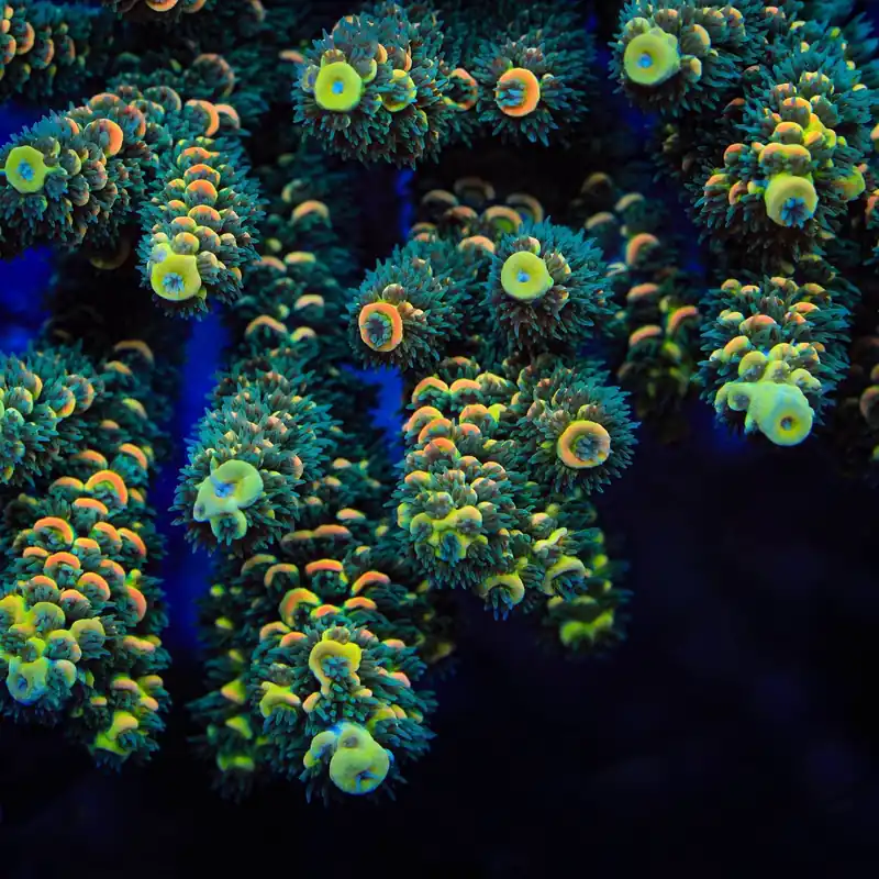 TSA Sour Twist Tenuis Acropora Coral - TSA Coral