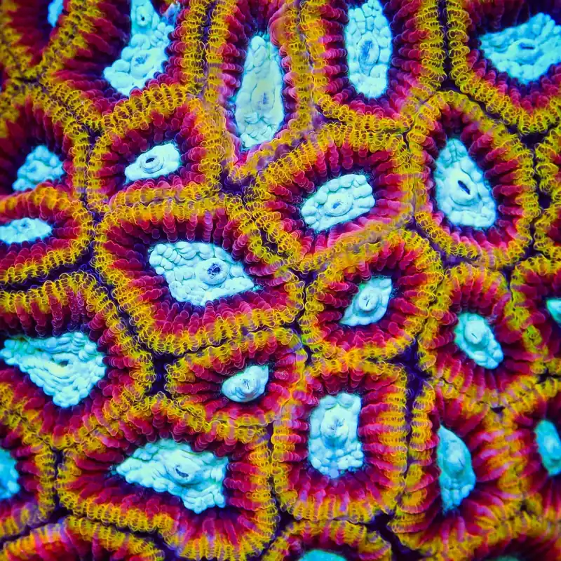 Ultron Favia Coral - TSA Coral