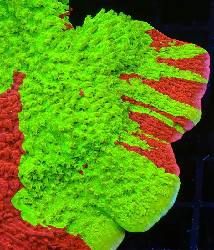 TSA Nuclear Fusion Montipora Cap Coral - TSA Coral