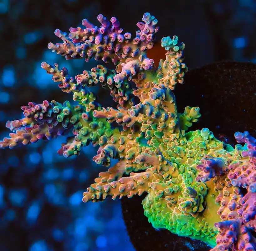 UC Jaw Dropper Jr Acropora Coral - TSA Coral