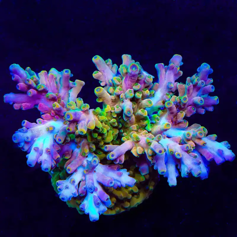 TSA Rainbow Fever Acropora Coral - TSA Coral