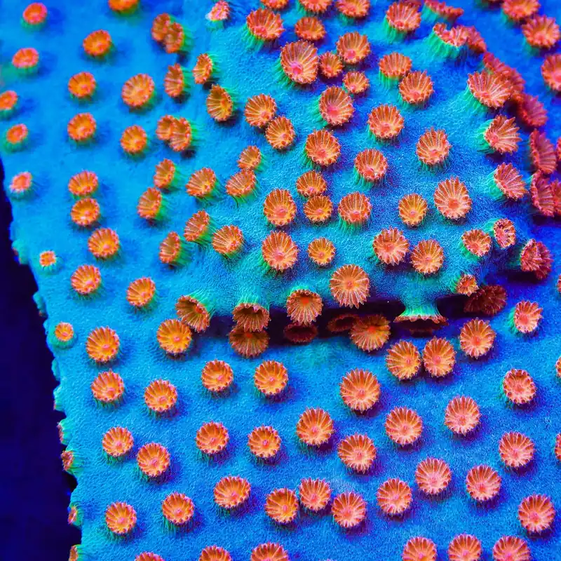 Meteor Shower Cyphastrea Coral - TSA Coral