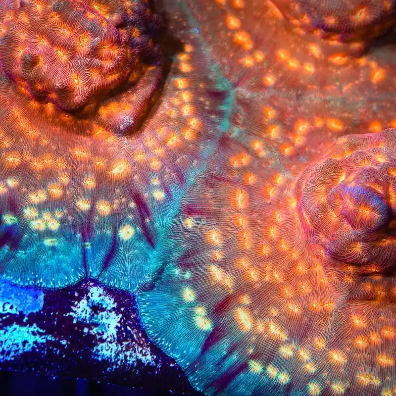 TSA Treasure Island Leptoseris Coral - TSA Coral