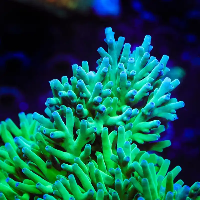 ORA Hawkins Echinata Acropora Coral - TSA Coral