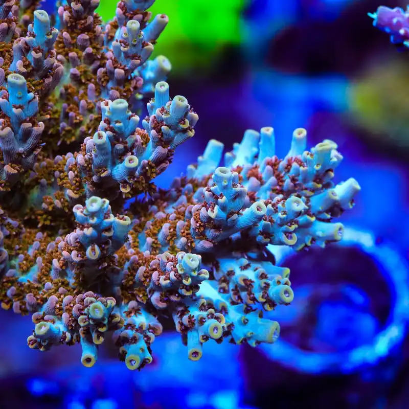 TSA Colt 45 Acropora Coral - TSA Coral