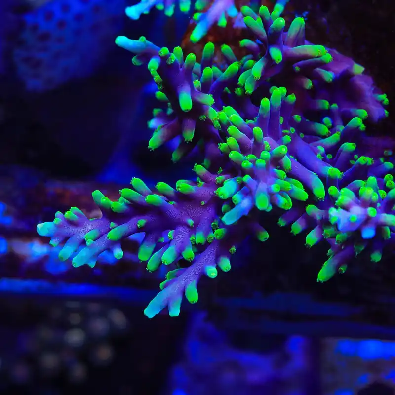 TSA The Riddler Dragon Acropora Coral - TSA Coral