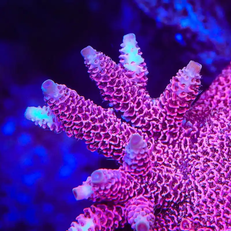 TSA Screamin Demon Millepora Acropora Coral - TSA Coral