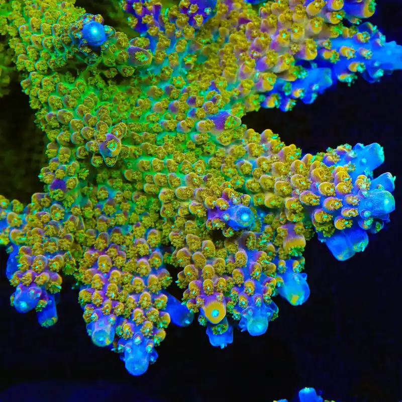 BC Bubblebath Unicorn Acropora Coral - TSA Coral