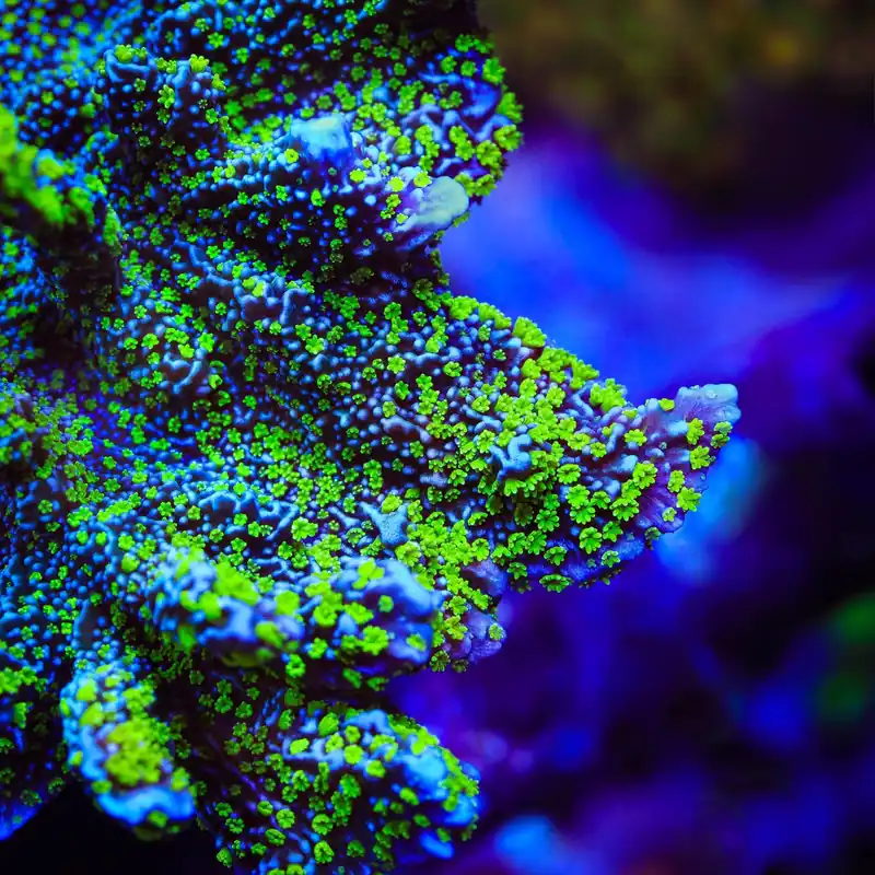 Tubbs Stellata Montipora Coral - TSA Coral