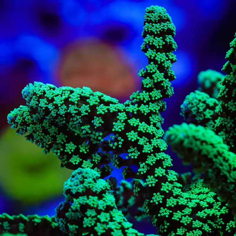 Green Birdsnest Coral - TSA Coral
