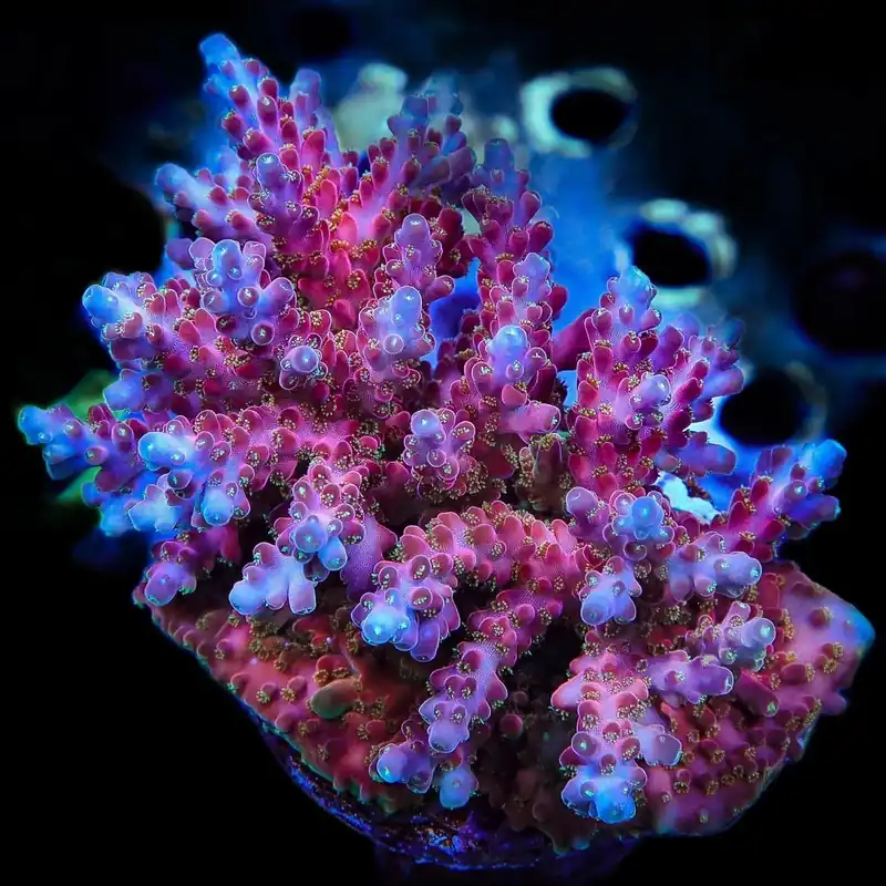 Jake Adams Rose Acropora Coral - TSA Coral