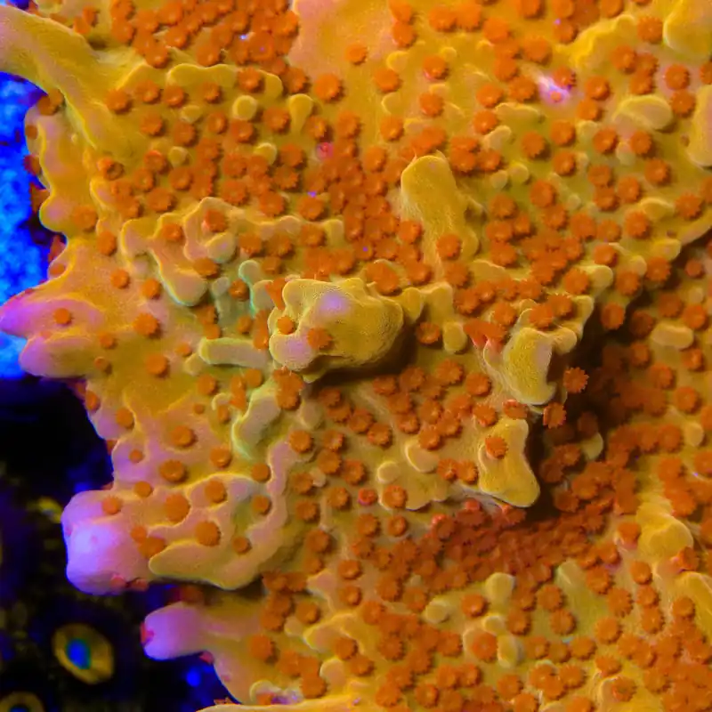 TSA Orange Peel Setosa Montipora Coral - TSA Coral