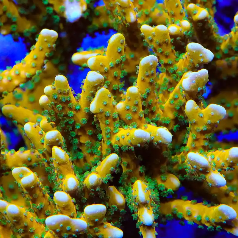 RRC Tropicana Anacropora Coral - TSA Coral