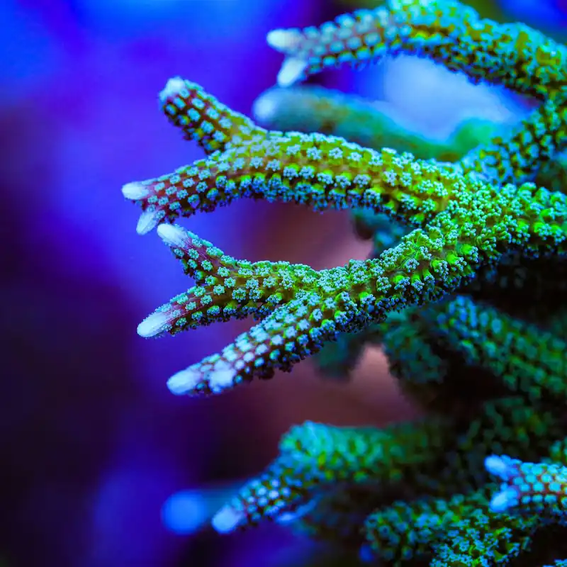 TSA Teal Birdsnest Coral - TSA Coral