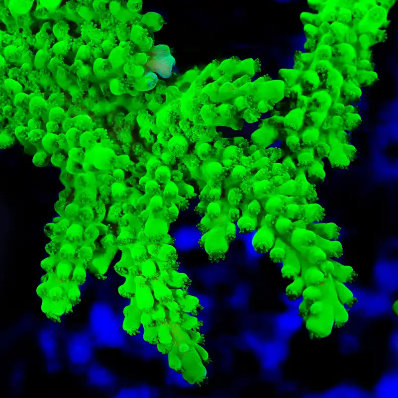 ORA Frogskin Acropora Coral - TSA Coral