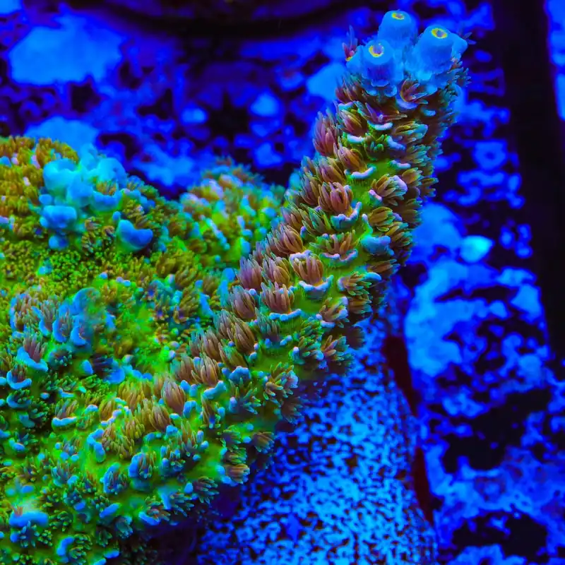 RR Garden of Eden Tenuis Acropora Coral - TSA Coral