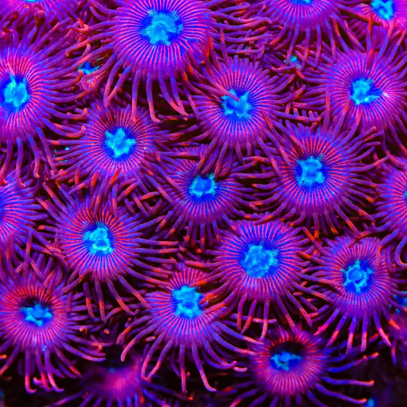 TSA Frosted Phoenix Zoanthids Coral - TSA Coral