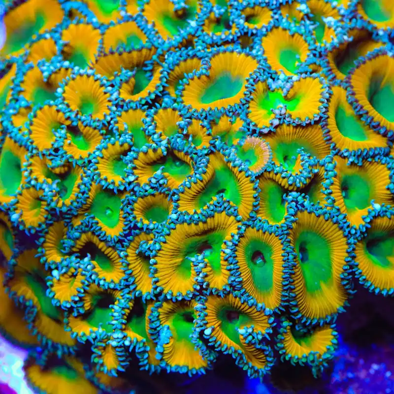 TSA Lemon Twist Palythoas Coral - TSA Coral