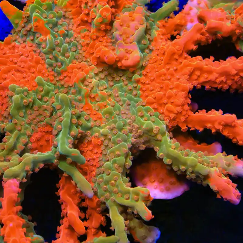 TSA Tequila Sunrise Grafted Setosa Montipora Coral - TSA Coral