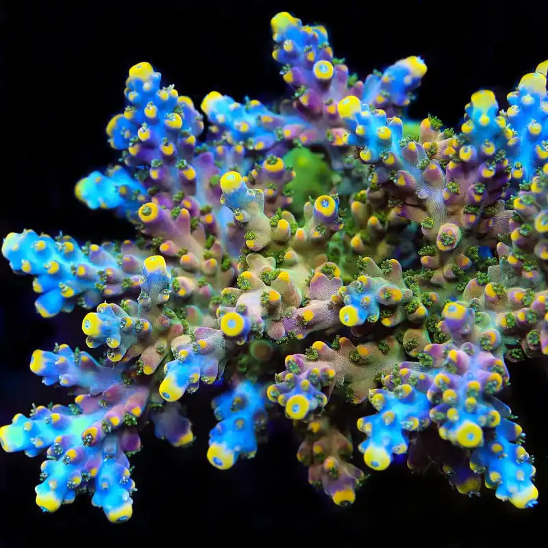 TSA Bollywood Acropora Coral - TSA Coral