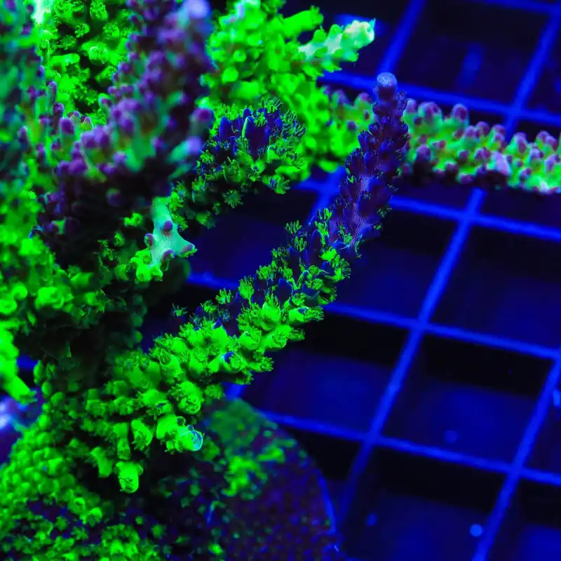 TSA Raspberry Splice Acropora Coral - TSA Coral