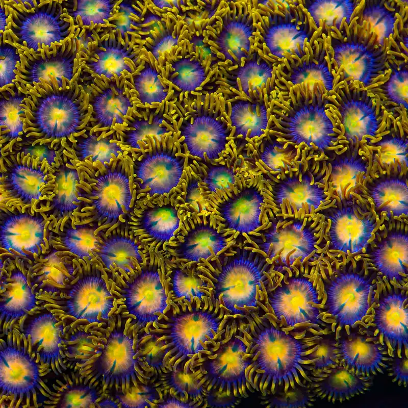 Hydra Lady Dragon Zoanthids Coral - TSA Coral