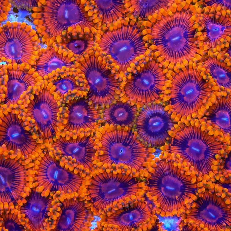 Burning Ember Zoanthids Coral - TSA Coral