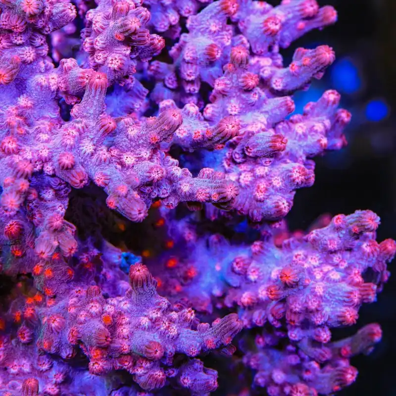 Pink Branching Cyphastrea Coral - TSA Coral