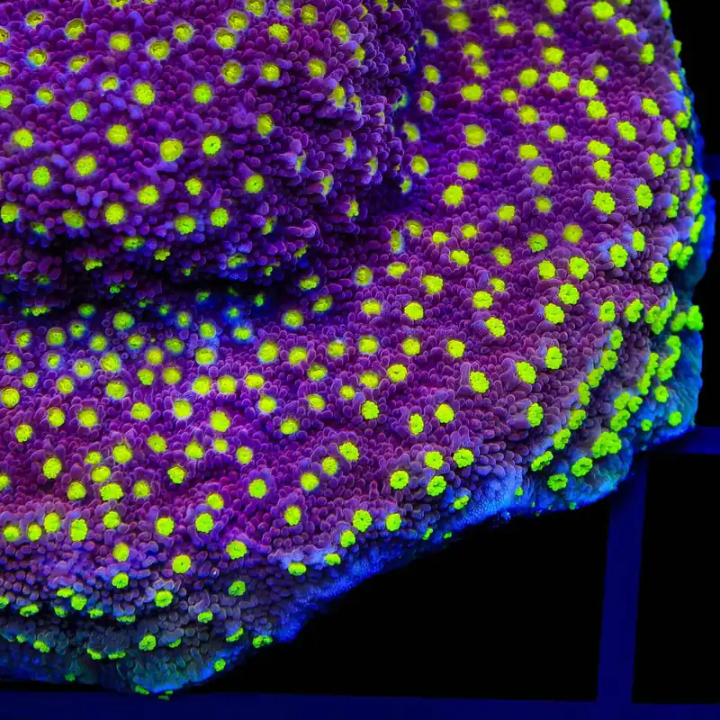 JF Yellow Fever Montipora Coral - TSA Coral