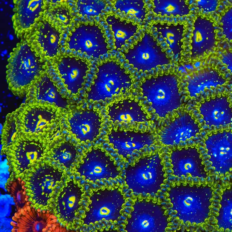 Exosphere Zoanthids Coral - TSA Coral