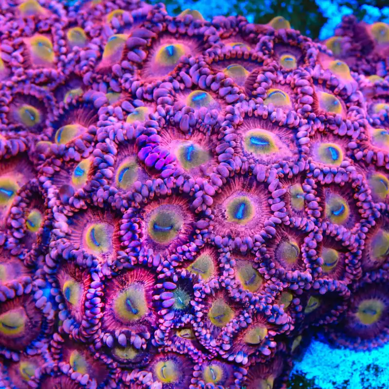 Halle Berry Zoanthids Coral - TSA Coral