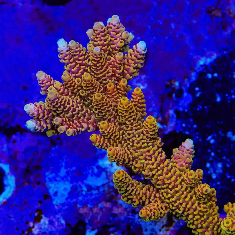 TSA Lion O Acropora Coral - TSA Coral