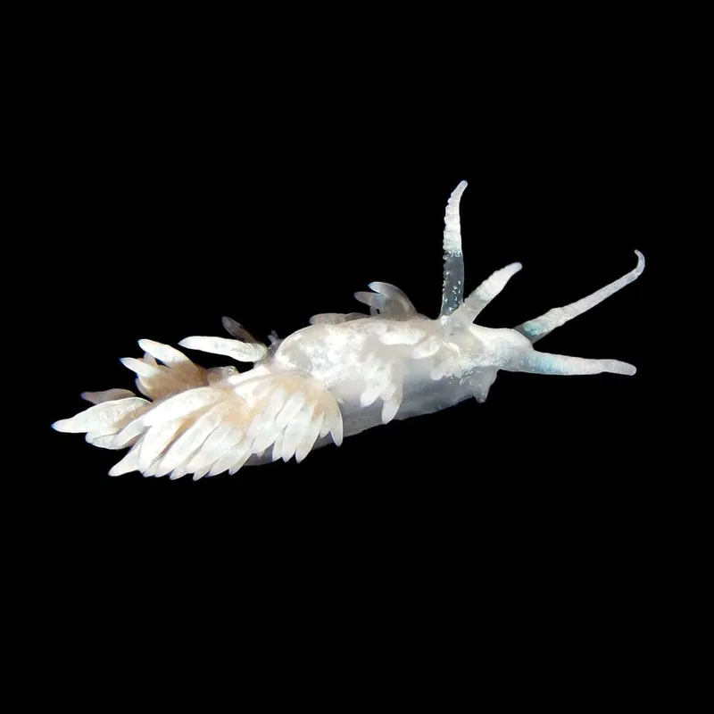 Berghia Nudibranch - Aiptasia Destroyers (XL) - Reef Genetics