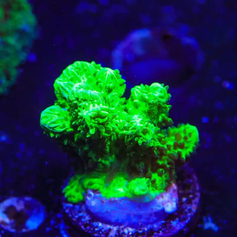 Neon Green Branching Hydnophora Coral - Top Shelf Aquatics