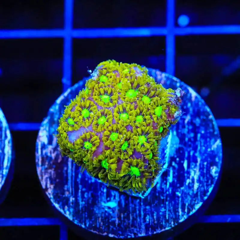 TSA Electric Daisy Leptastrea Coral - Top Shelf Aquatics