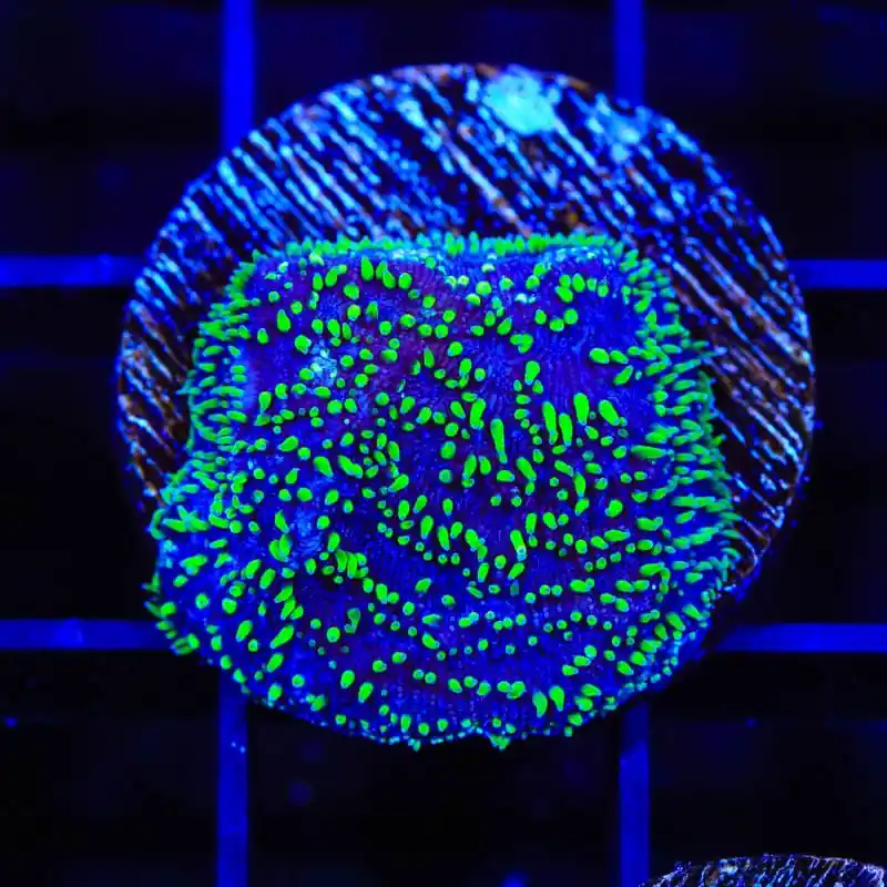 TSA Space Ranger Lithophyllon Coral - Top Shelf Aquatics