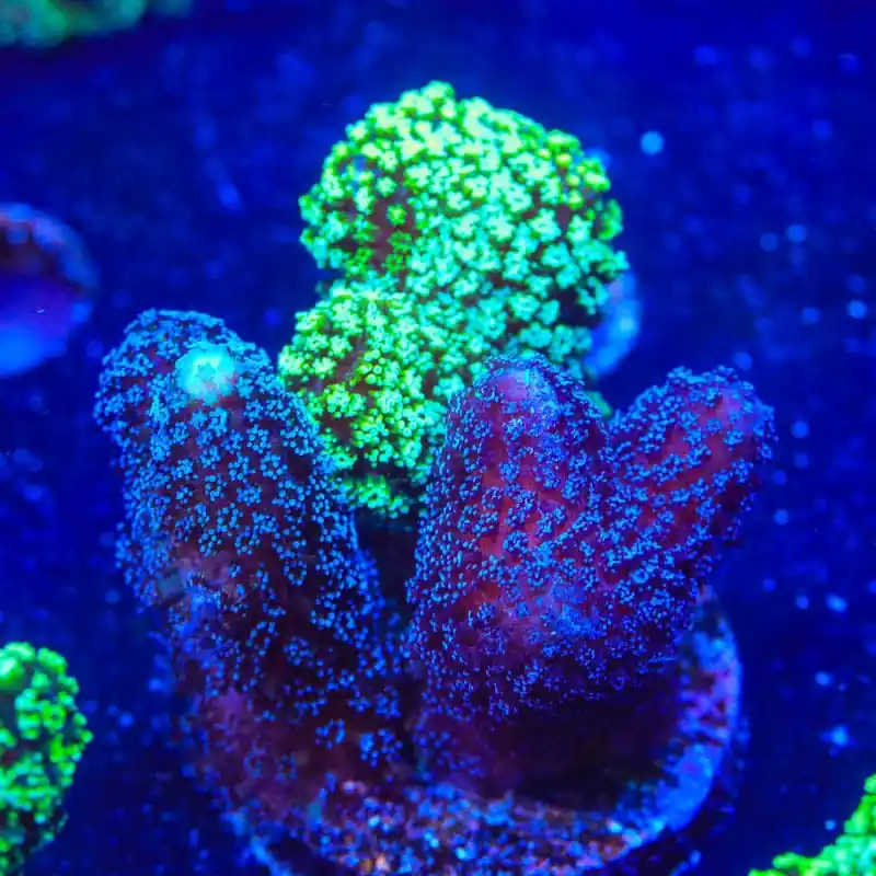 TSA Triple Threat Stylophora Coral - Top Shelf Aquatics