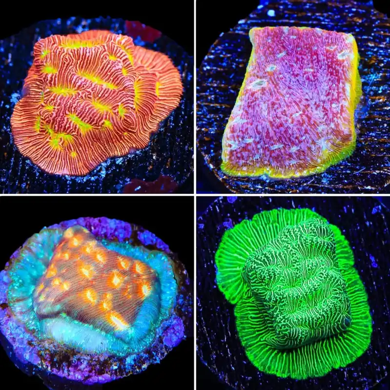 Leptoseris 4 Coral Frag Pack - Top Shelf Aquatics