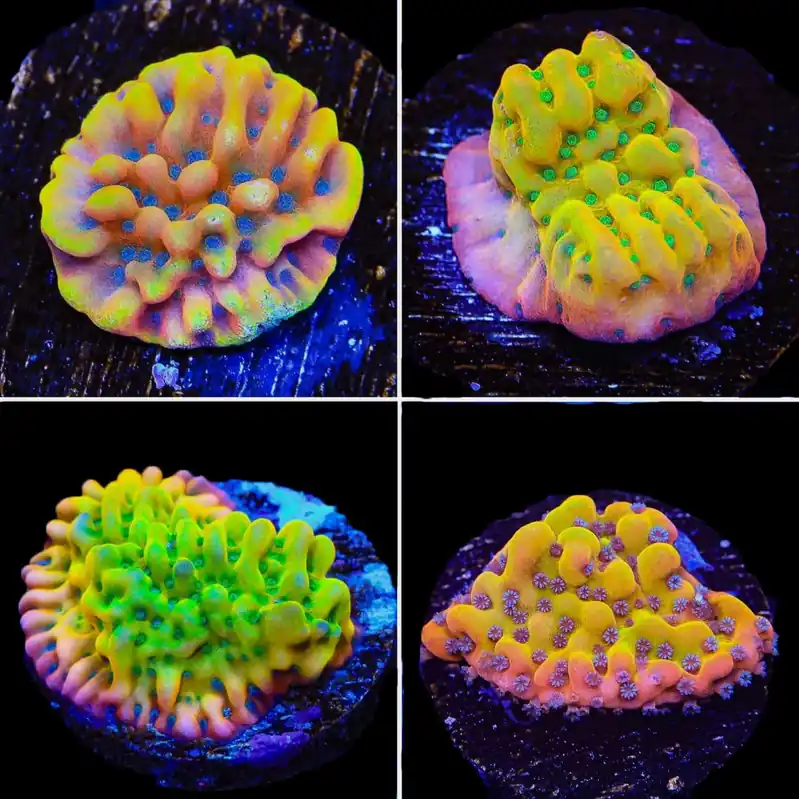 High End Montipora Frag Pack - Top Shelf Aquatics
