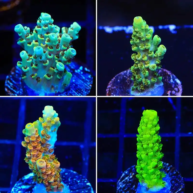 TSA Ghostbuster Acropora Coral Pack - Top Shelf Aquatics