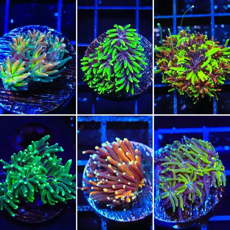 TSA Signature Galaxea Frag Pack - Top Shelf Aquatics