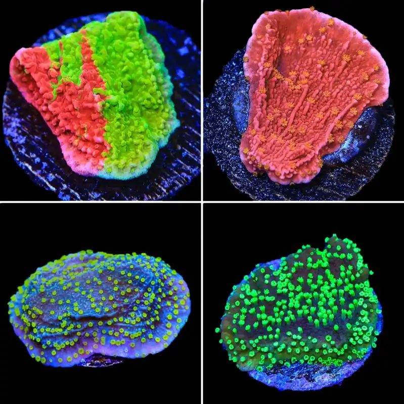 Montipora Capricornis Coral Frag Pack - Top Shelf Aquatics