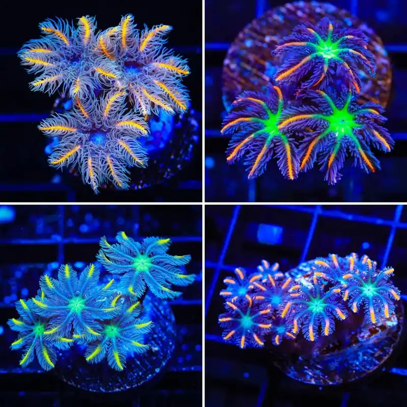 TSA Signature Clove Coral Pack - Top Shelf Aquatics