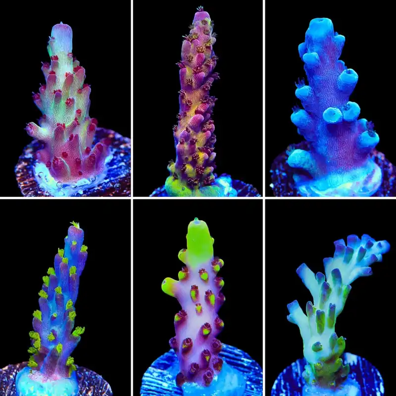 Acropora 6 Coral Frag Pack - Top Shelf Aquatics