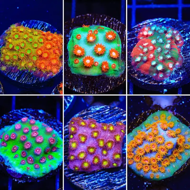Cyphastrea Coral Pack - Top Shelf Aquatics