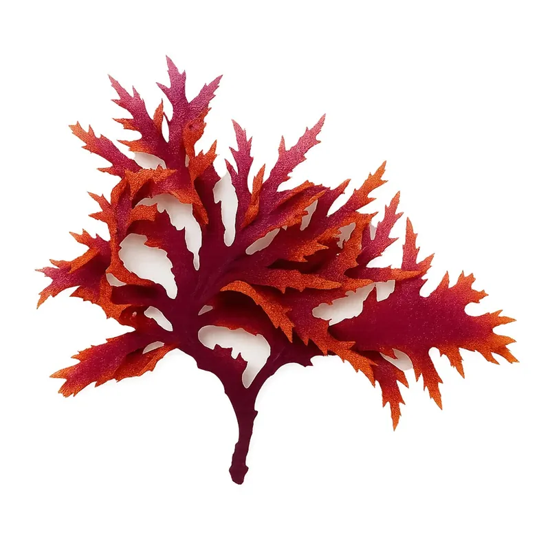 Dragon's Breath Macroalgae - Top Shelf Aquatics