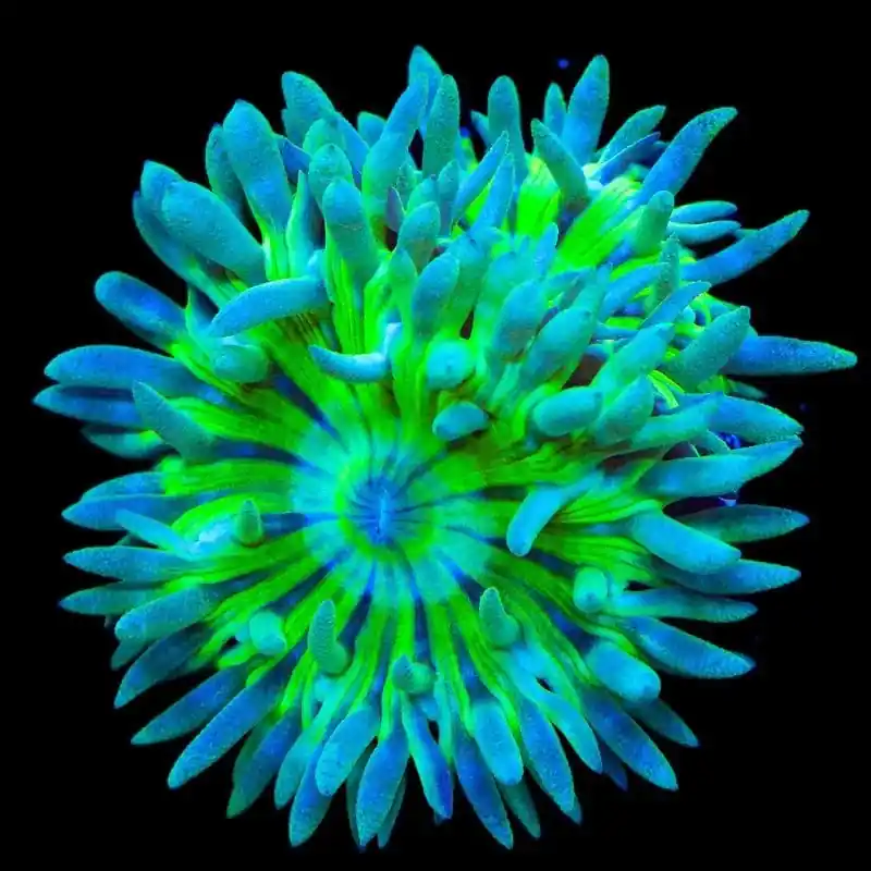 TSA Toxic Pinwheel Duncan Coral - TSA Coral