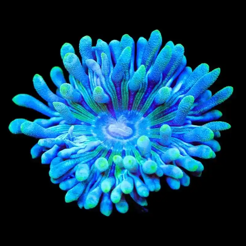 TSA Booberry Duncan Coral - TSA Coral