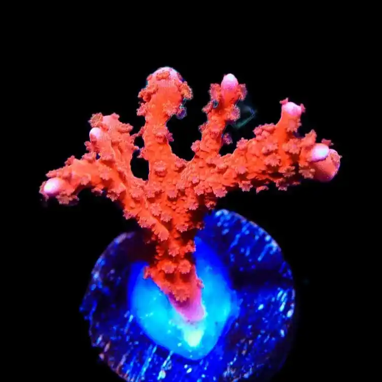 ACI Manila Spy Montipora Coral - TSA Coral