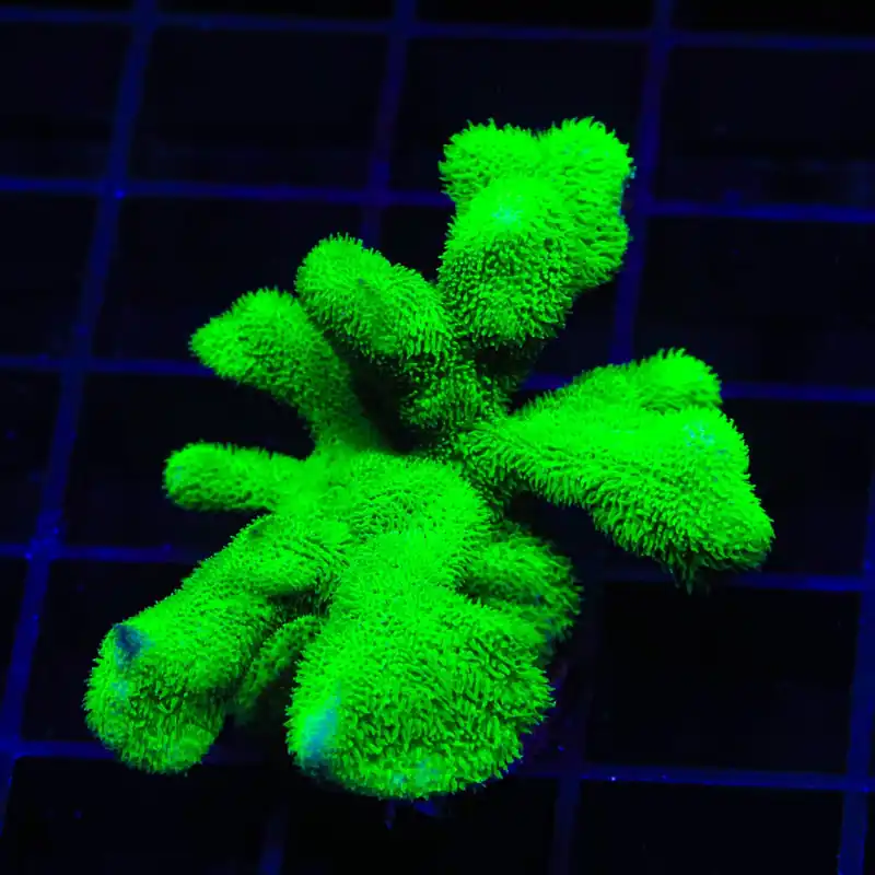 Kelly Green Psammocora Coral - Top Shelf Aquatics